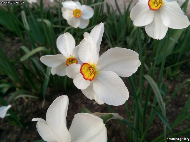 Narcissus poeticus
