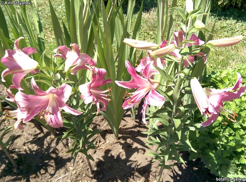 Lilium regale