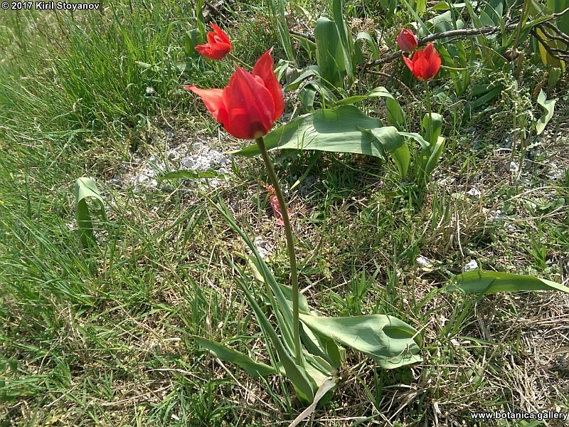 Tulipa agenensis