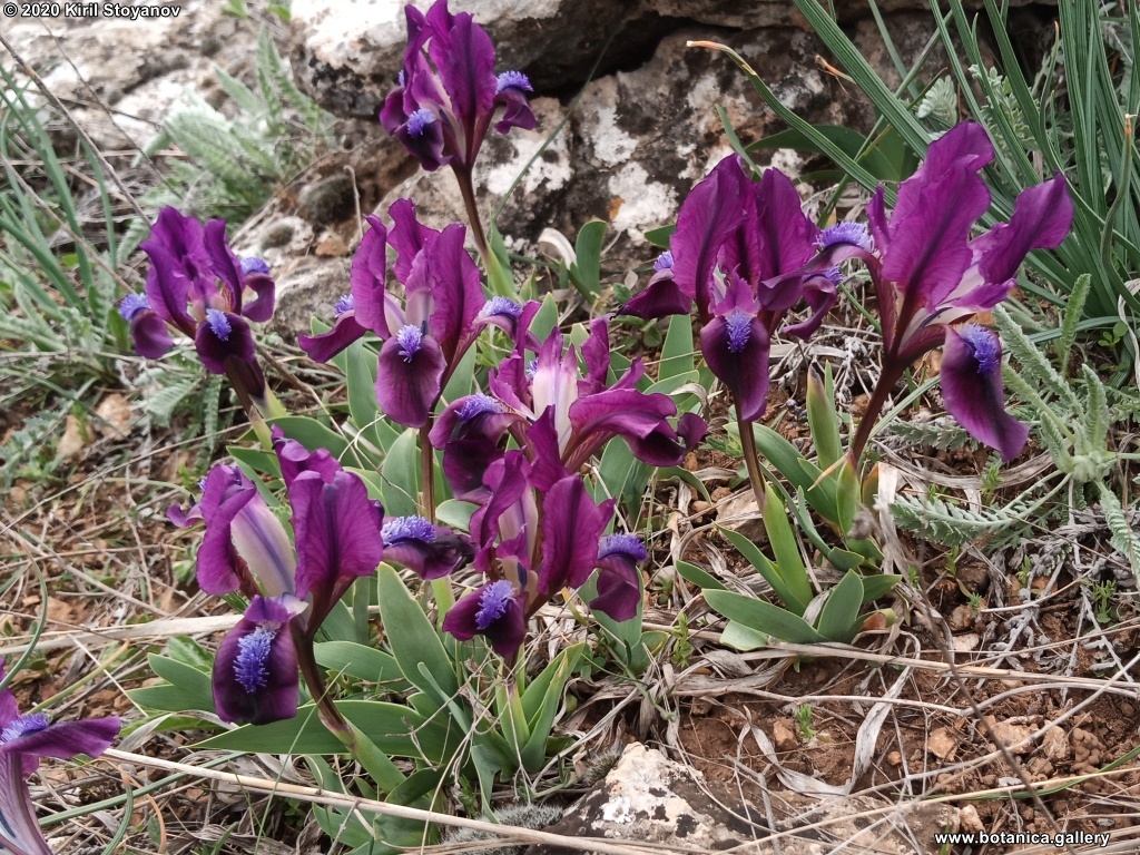 Stoyanov & Raycheva 2022. Current state of Iris subg. Iris in Bulgaria