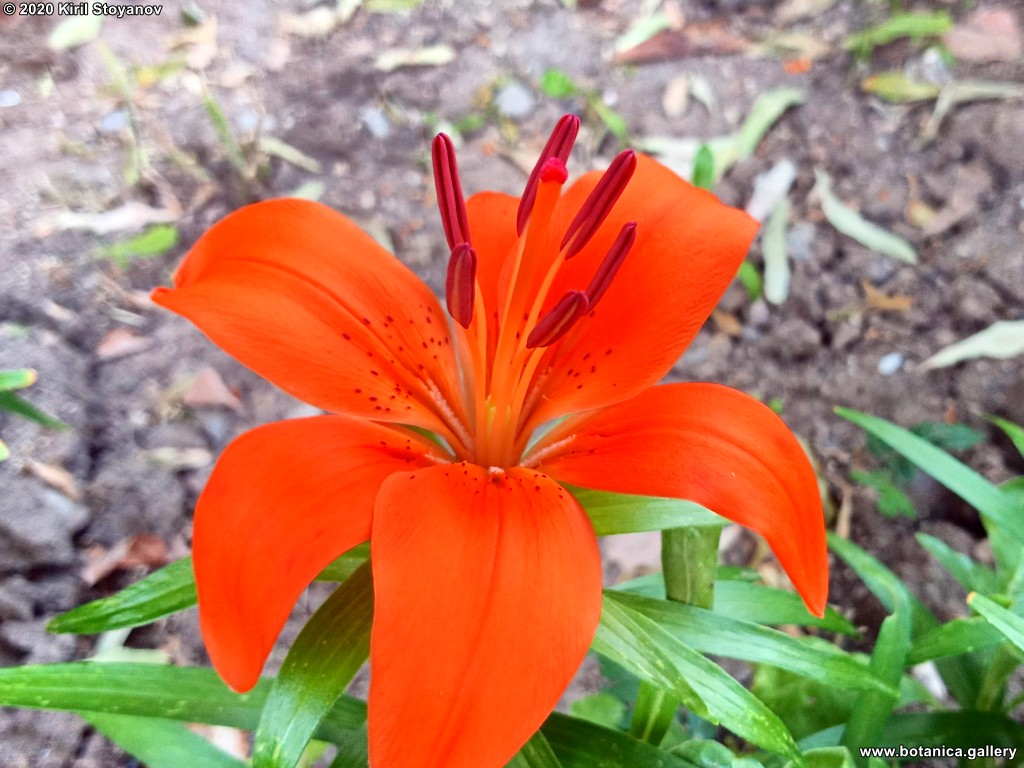 Lilium bulbiferum