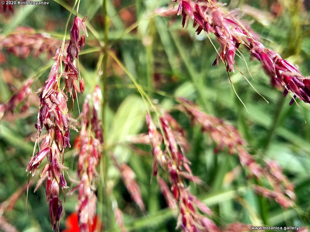 Sorghum halepense