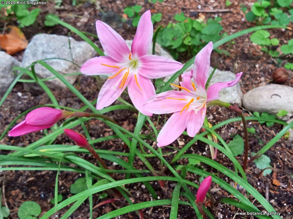 галерия Amaryllidaceae