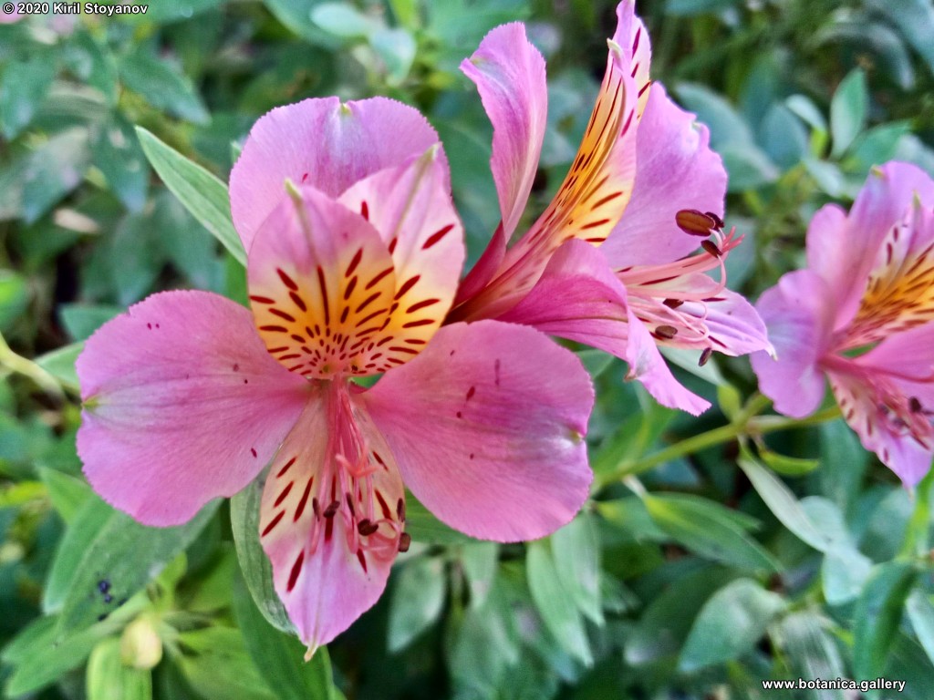 Alstroemeria versicolor