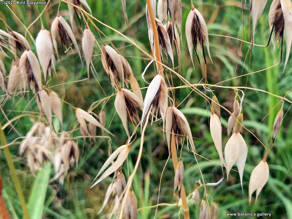 Avena fatua Avena fatua