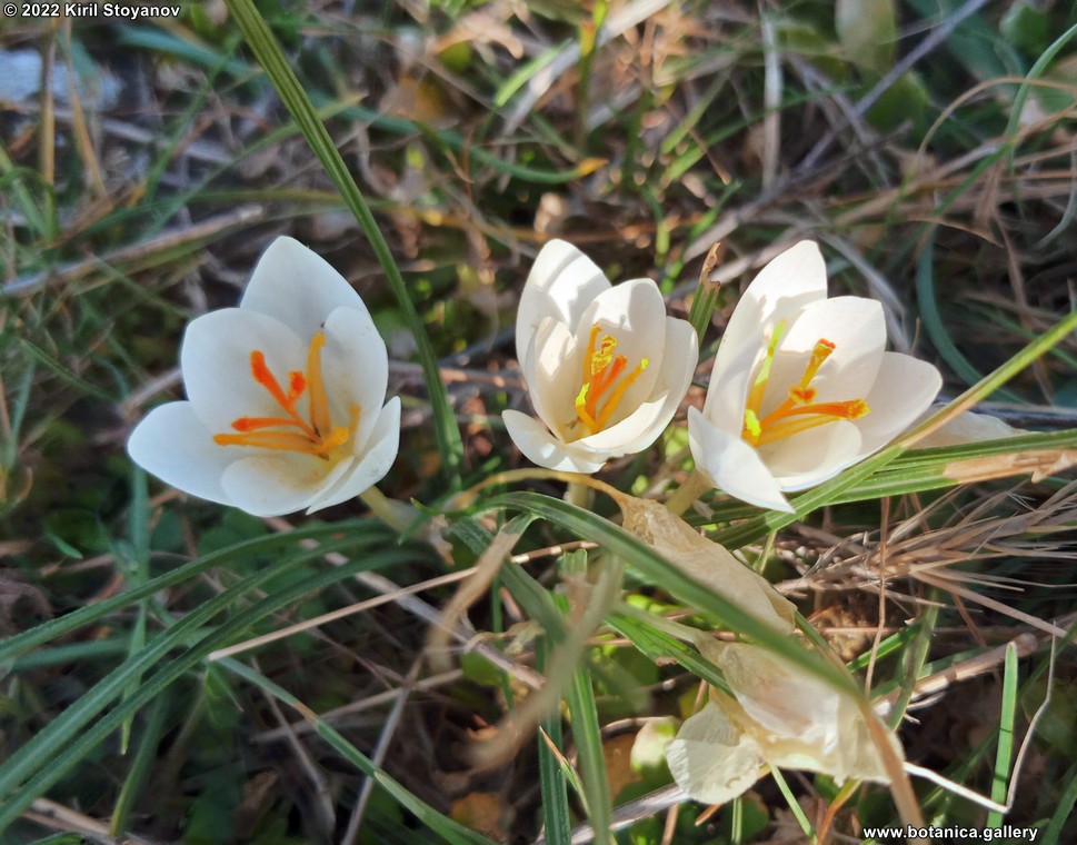 Crocus pallidus