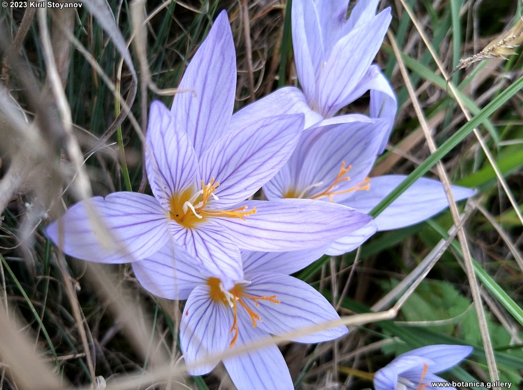 Crocus speciosus (Iridaceae)—A New Species for the Bulgarian Flora