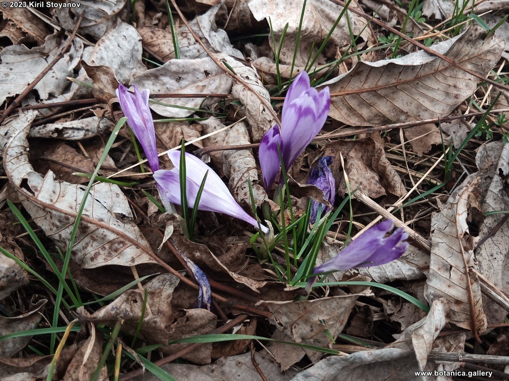 Crocus heuffelianus