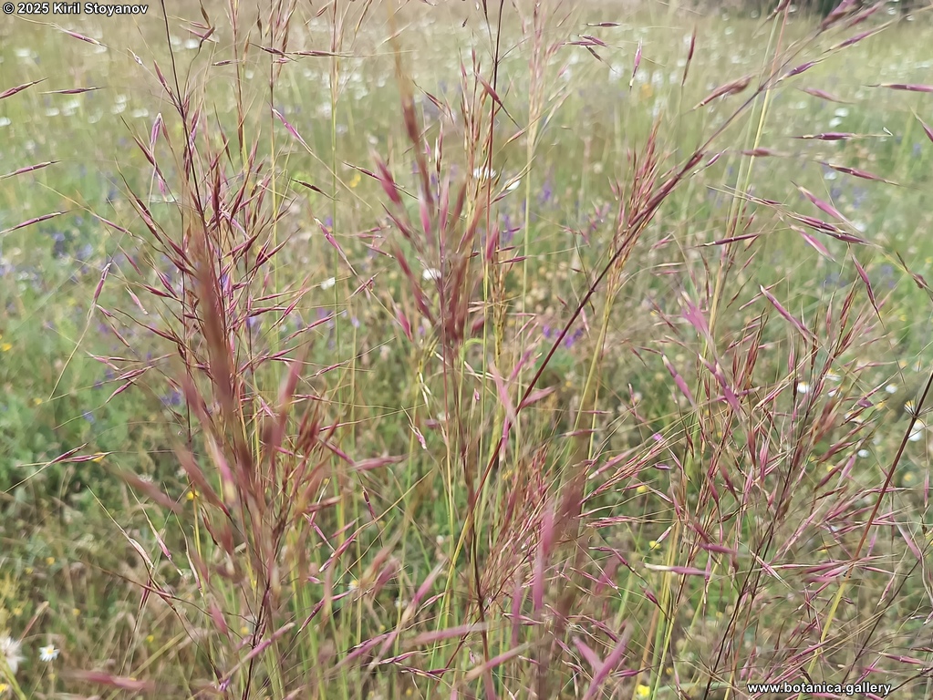 Chrysopogon gryllus