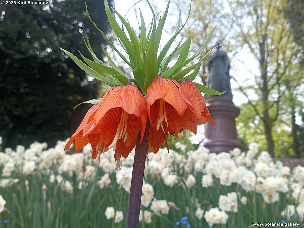 Fritillaria imperialis