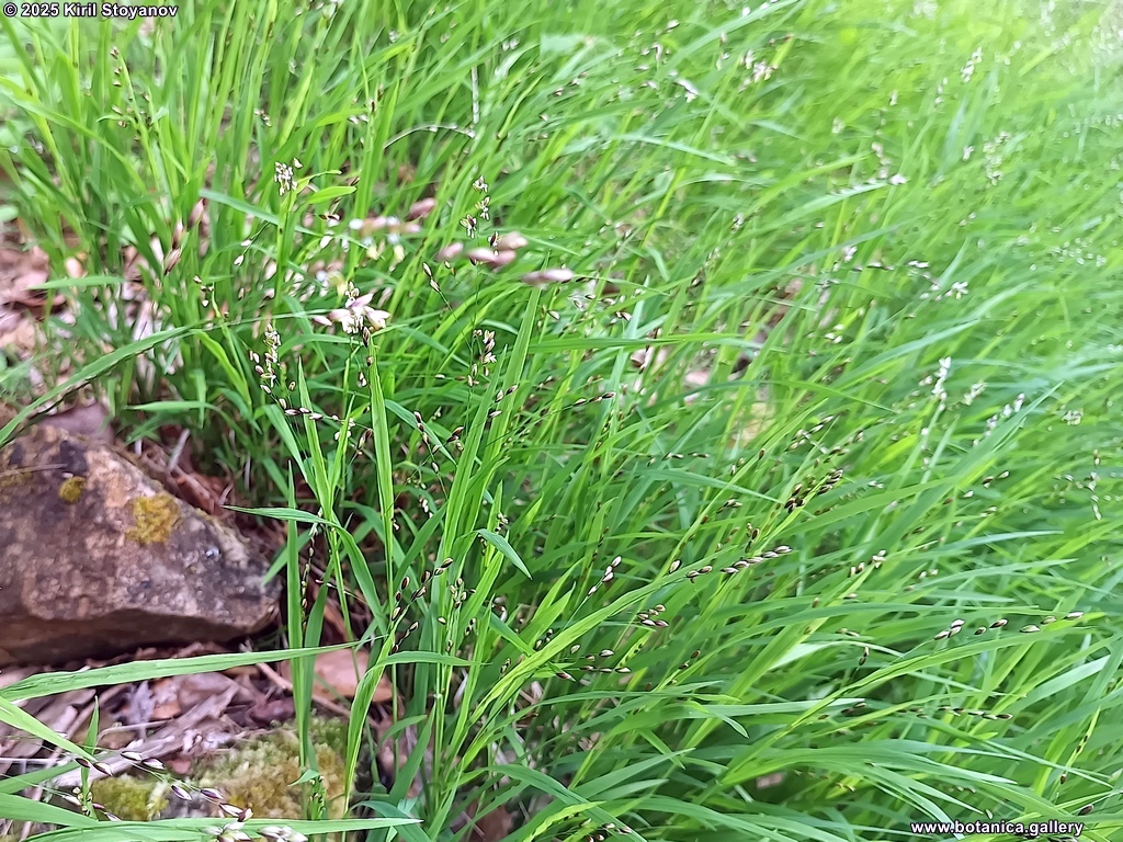 Melica uniflora