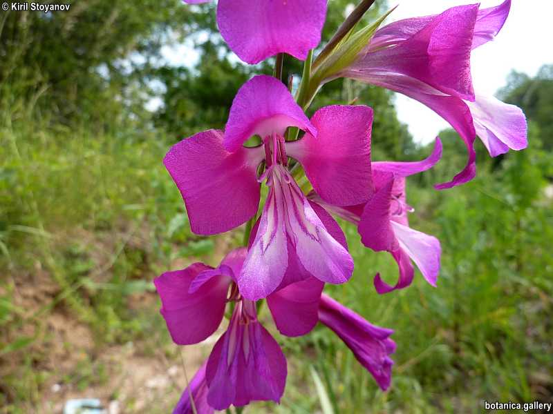 Raycheva & al. 2021. Overview of the floristic and taxonomic studies on Iridaceae in Bulgaria