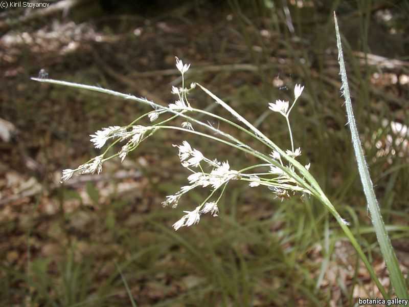 галерия Juncaceae