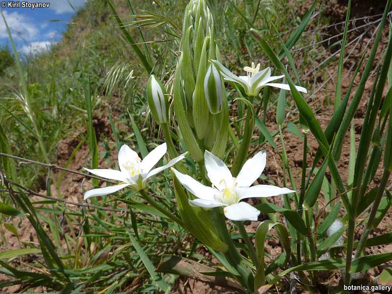 Биологично разнобразие на род Ornithogalum в българската флора