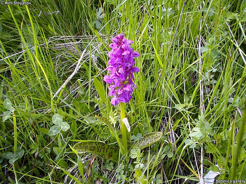 Dactylorhiza majalis
