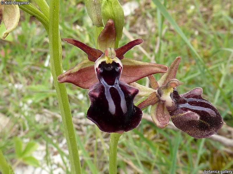 Ophrys sphegodes
