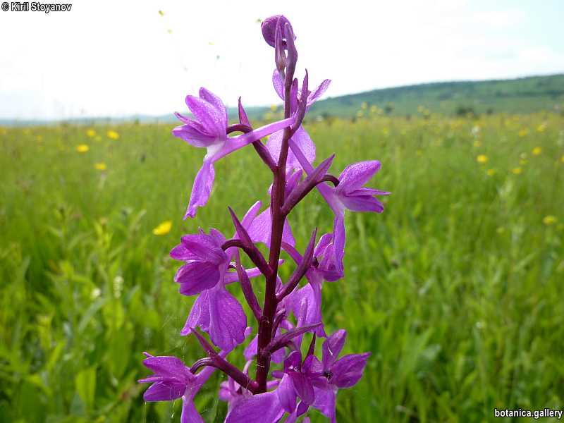 Anacamptis laxiflora