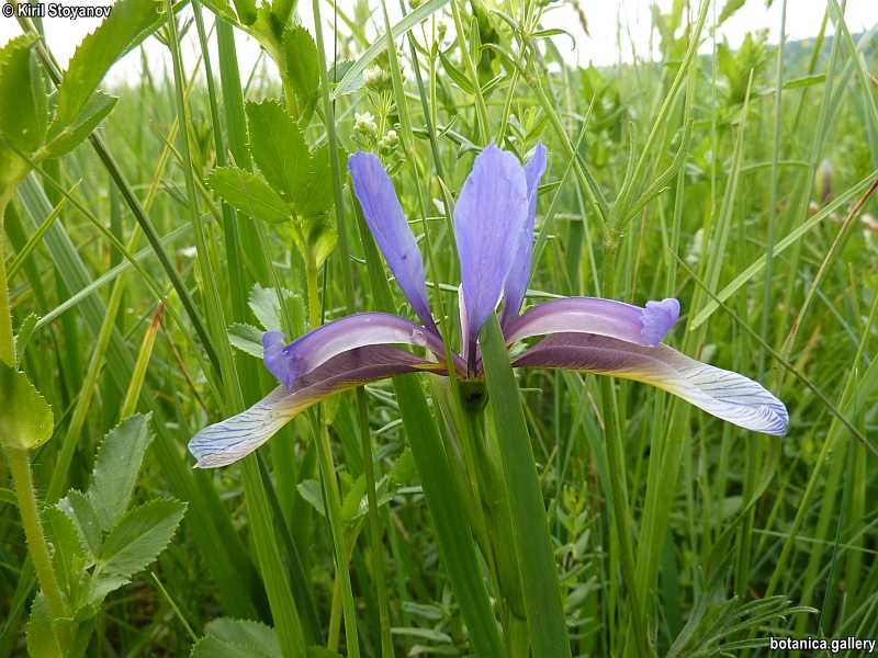 Iris graminea