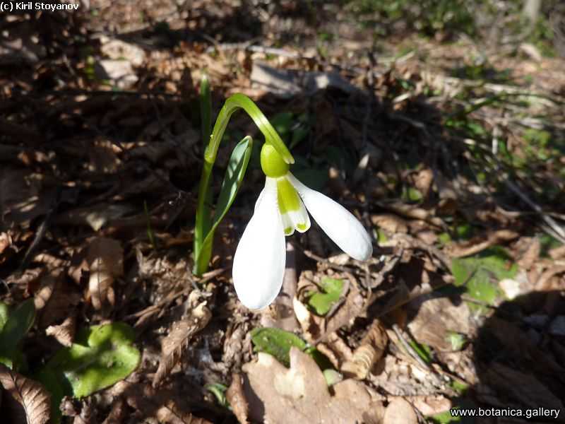 Galanthus elwesii