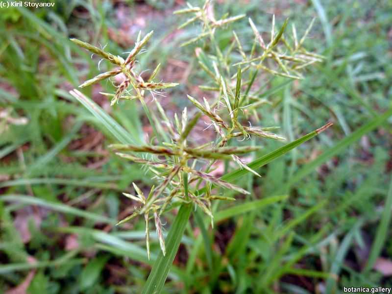 Cyperus serotinus