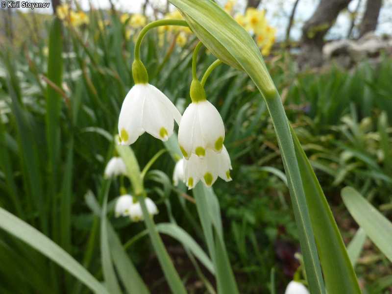 Leucojum aestivum