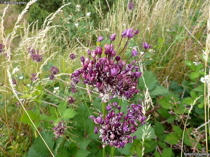 галерия Alliaceae