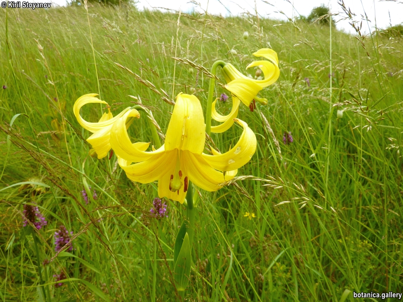 Lilium rhodopeum