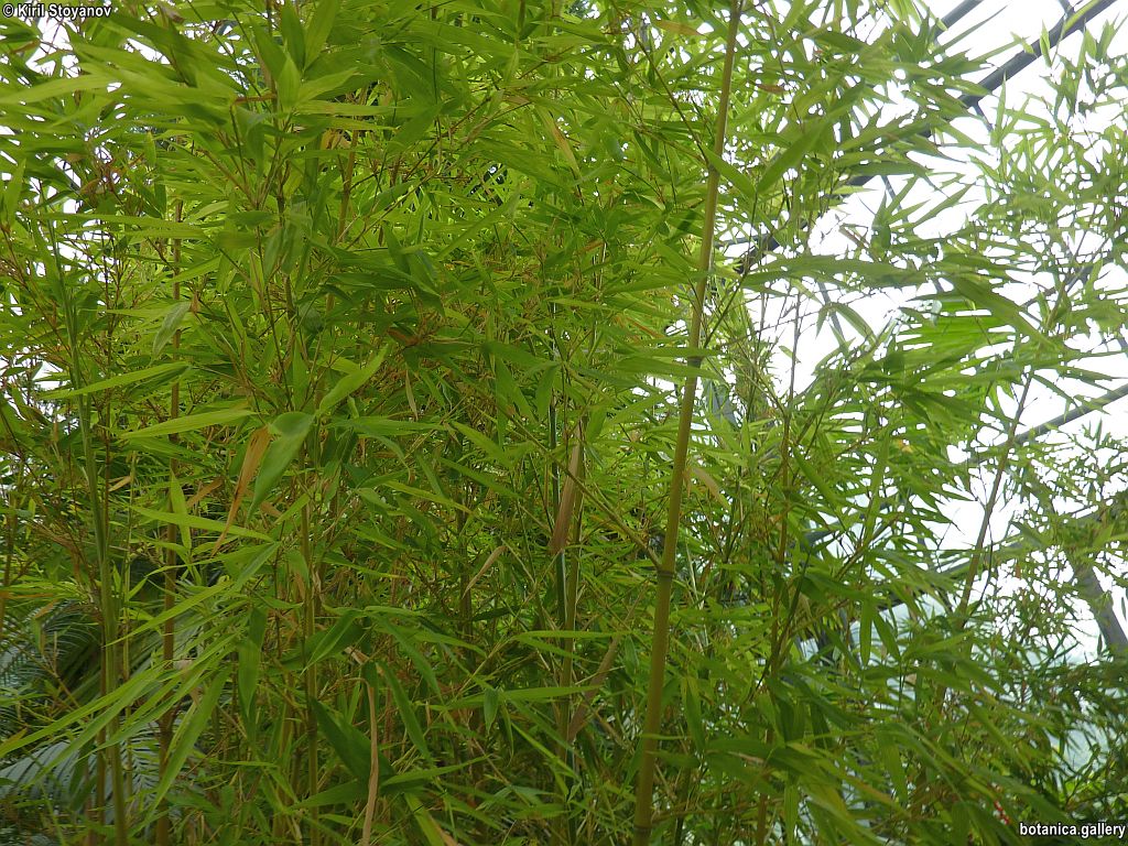 Phyllostachys aurea