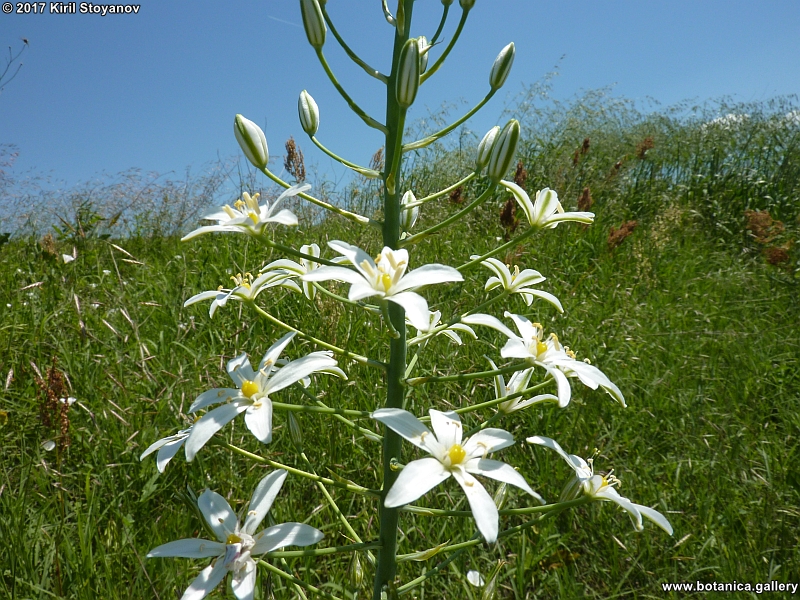 Ornithogalum sphaerocarpum