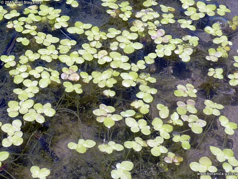 Lemna minor Lemna minor