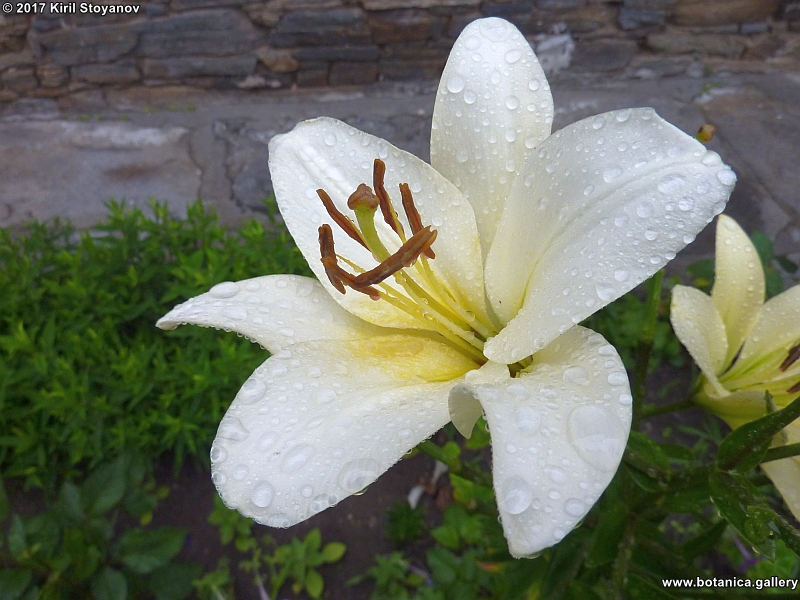 галерия Liliaceae