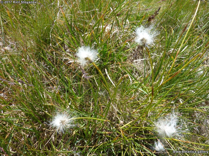 Eriophorum vaginatum