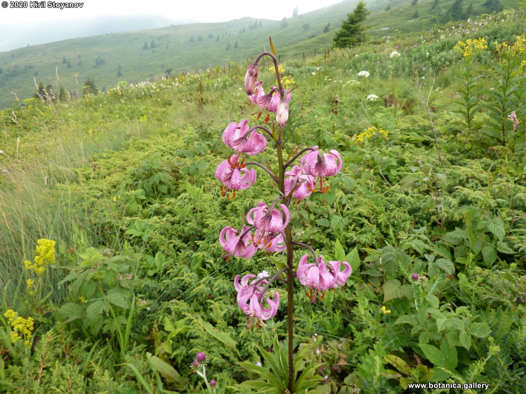 Lilium martagon