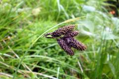 Carex atrata