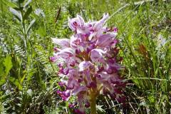 Orchis simia