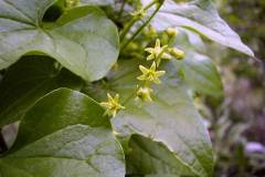 Dioscorea communis