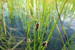 Eleocharis palustris