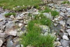 Sesleria comosa