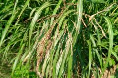 Sorghum halepense