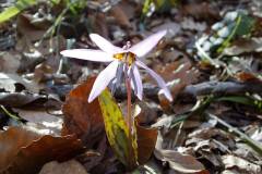 Erythronium dens-canis