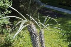 Pachypodium geayi