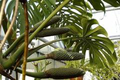 Monstera deliciosa