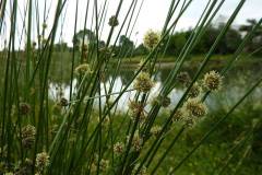 Scirpoides holoschoenus
