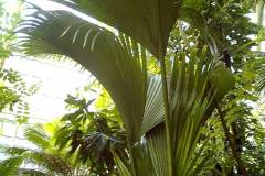 Lodoicea maldivica