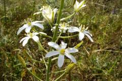 Ornithogalum pyramidale