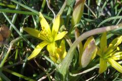 Gagea pratensis
