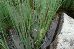 Carex acuta