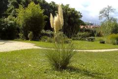 Cortaderia selloana