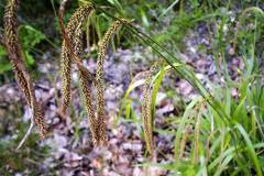 Carex pendula