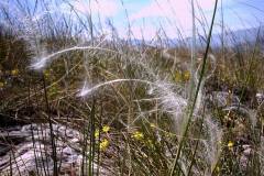 Stipa capillata